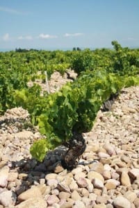 Optimized-leela13-013a